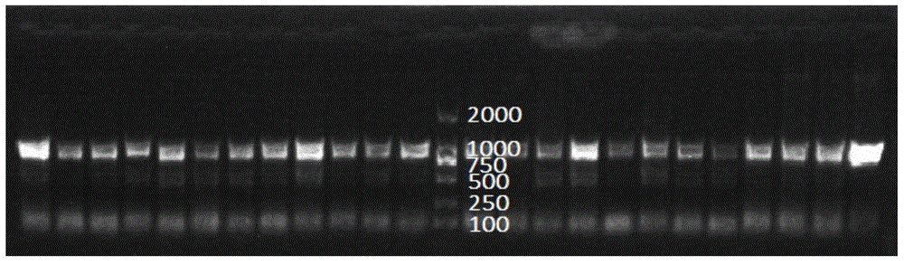 Specific primer for amplifying aleyrodidae insect mitochondrial COI gene