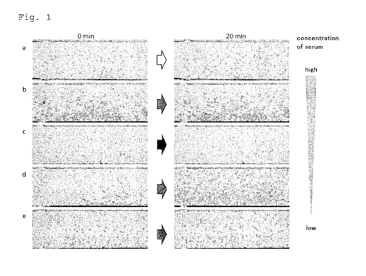 Method for rapid testing allergy