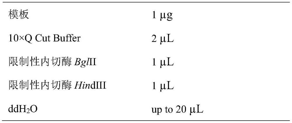 Streptococcus suis efficient transposition mutation system and application thereof