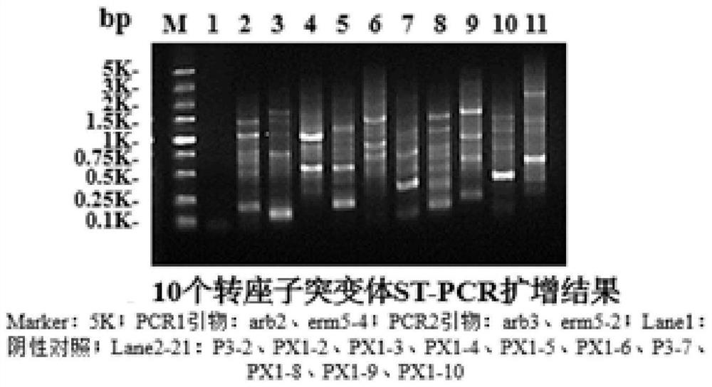 Streptococcus suis efficient transposition mutation system and application thereof