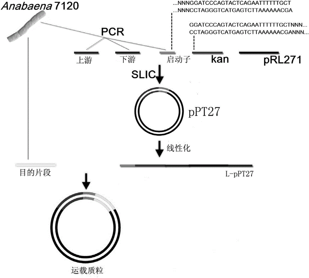 Cargo plasmid as well as construction and application method of cargo plasmid