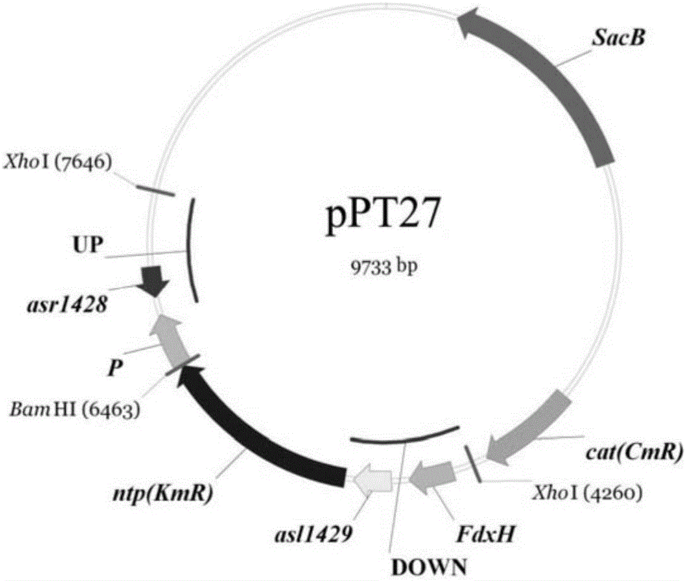 Cargo plasmid as well as construction and application method of cargo plasmid
