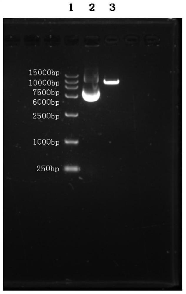 miRNA expression vector and its application