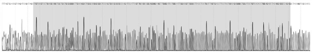 miRNA expression vector and its application