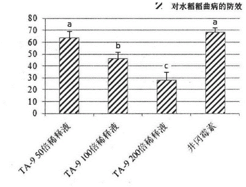 Trichoderma atroviride Ta-9 strain and application thereof in prevention and control of rice diseases