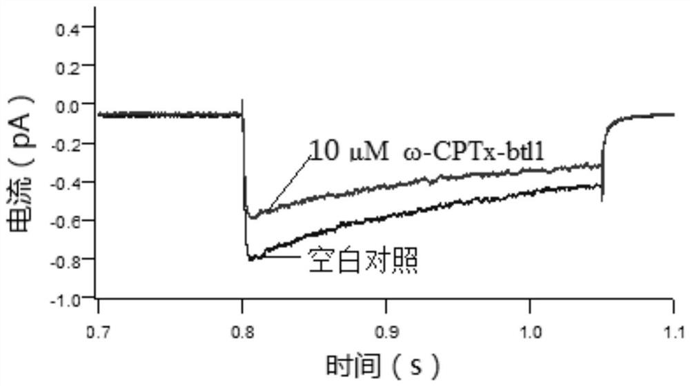 Two kinds of conotoxin peptides, their preparation method and application