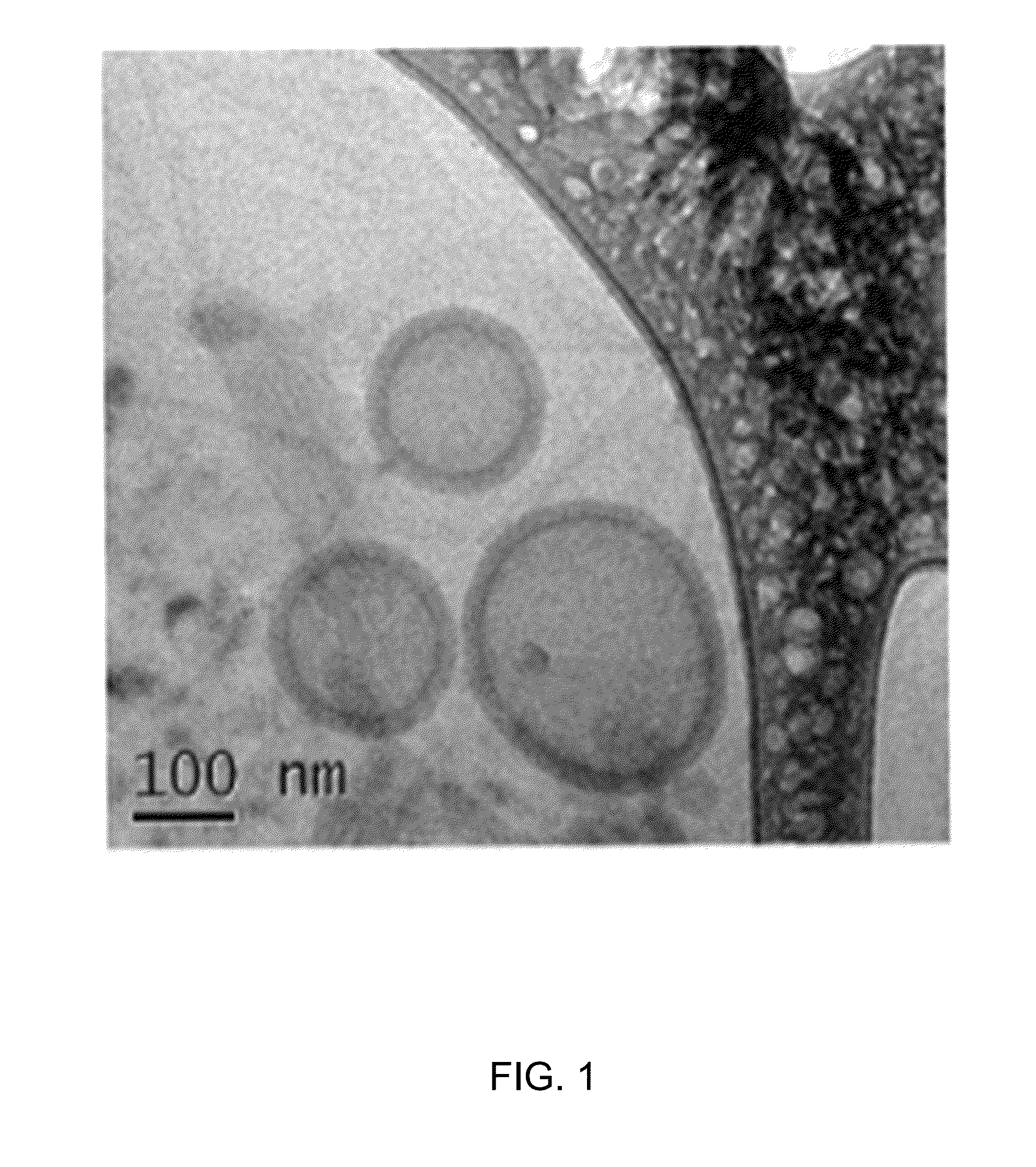 Biodegradable Nanoparticles as Novel Hemoglobin-Based Oxygen Carriers and Methods of Using the Same