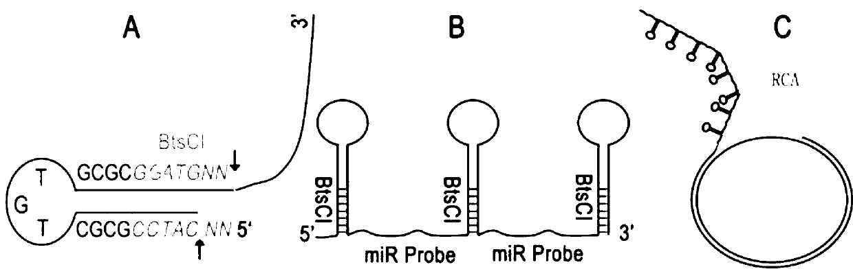 Method for synthesizing short single strand deoxyribonucleotide probe