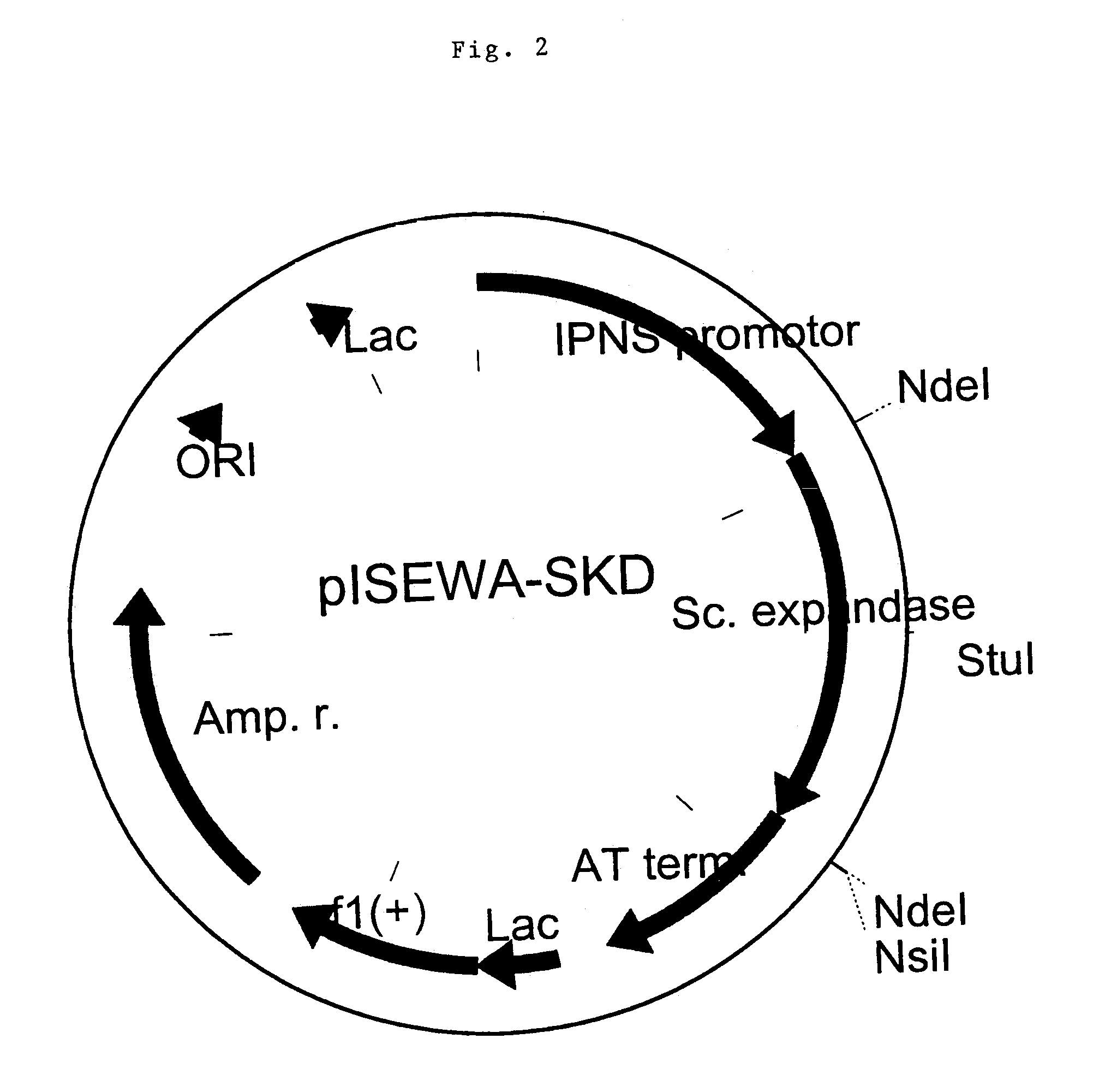 Method to localize expandase in the cytosol