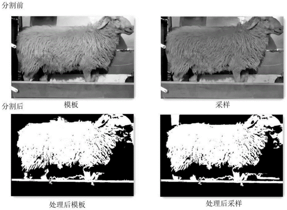 Affine Transform registration algorithm-based sheep body measuring method and system
