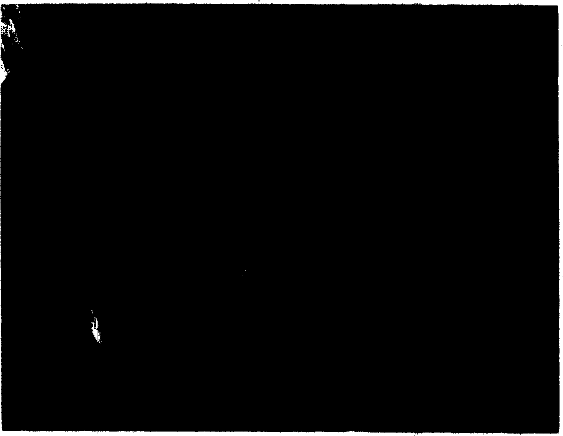 Method of growing nano-rod shaped zinc oxide by hydrothermal decomposition