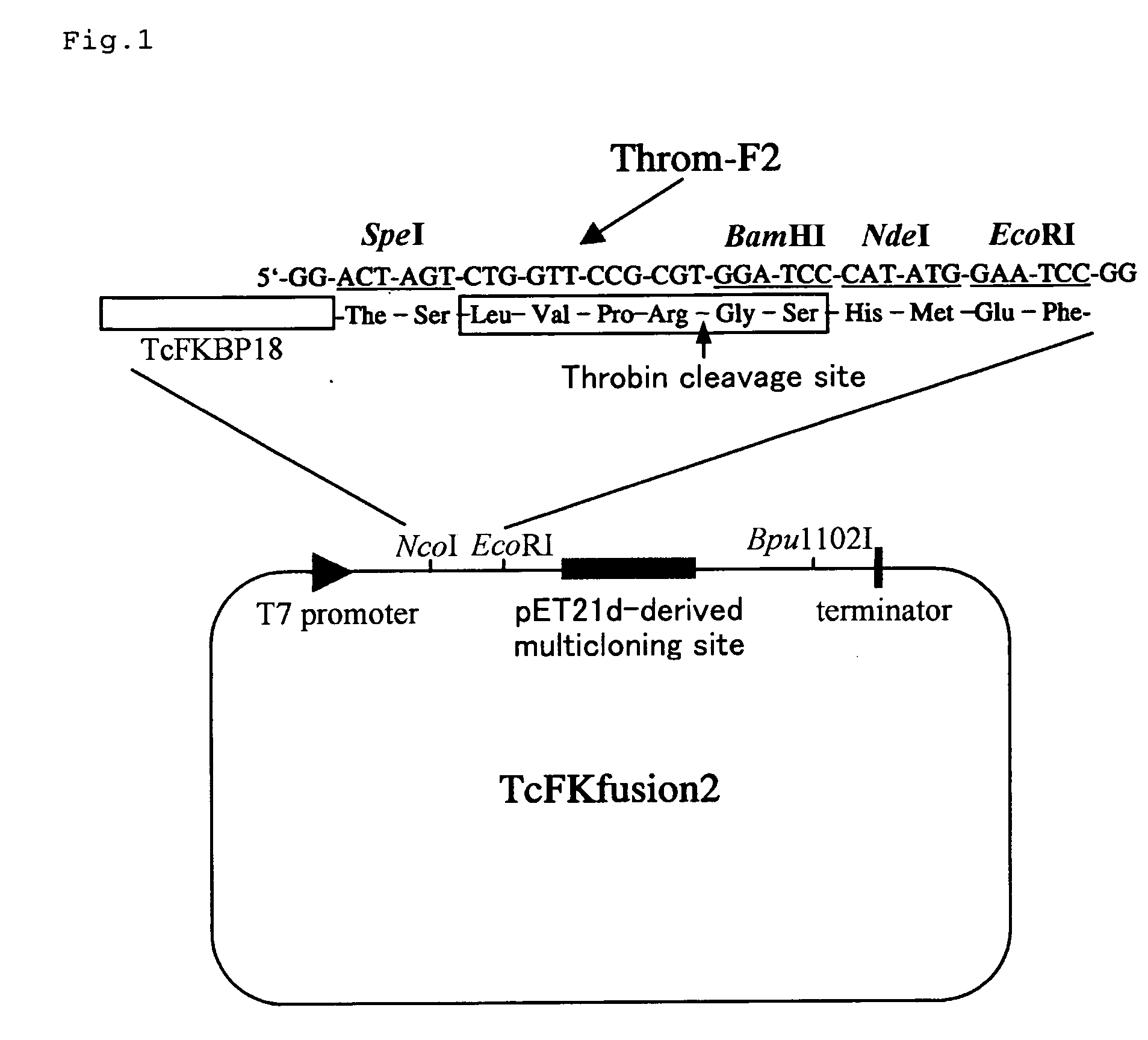 Expression vector, host, fused protein, process for producing fused protein and process for producing protein