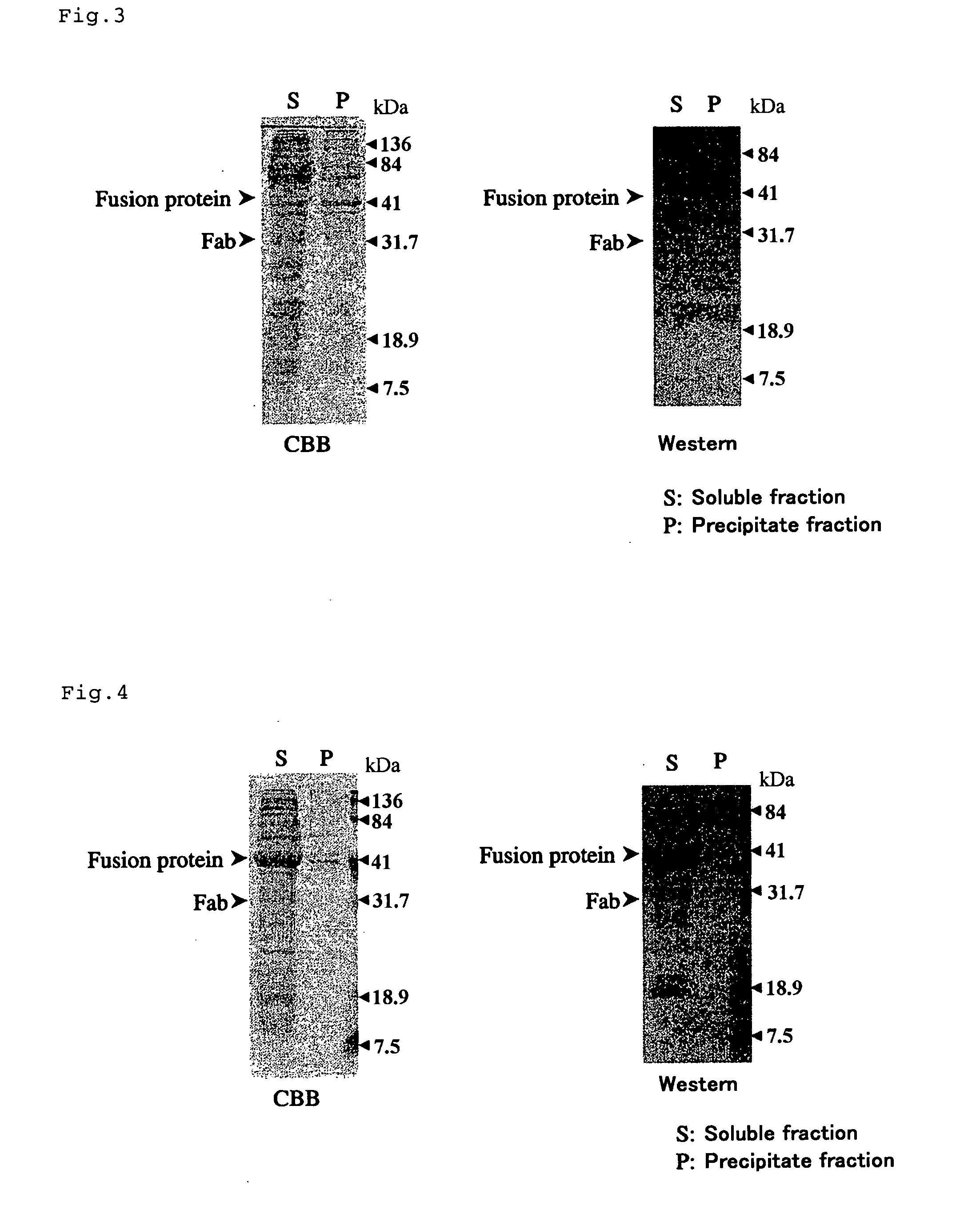 Expression vector, host, fused protein, process for producing fused protein and process for producing protein