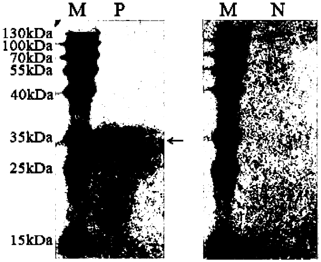 Hybridoma cell strain CMOMP (chlamydophila major outer membrane protein)-5D7, monoclonal antibody secreted by same and application of monoclonal antibody