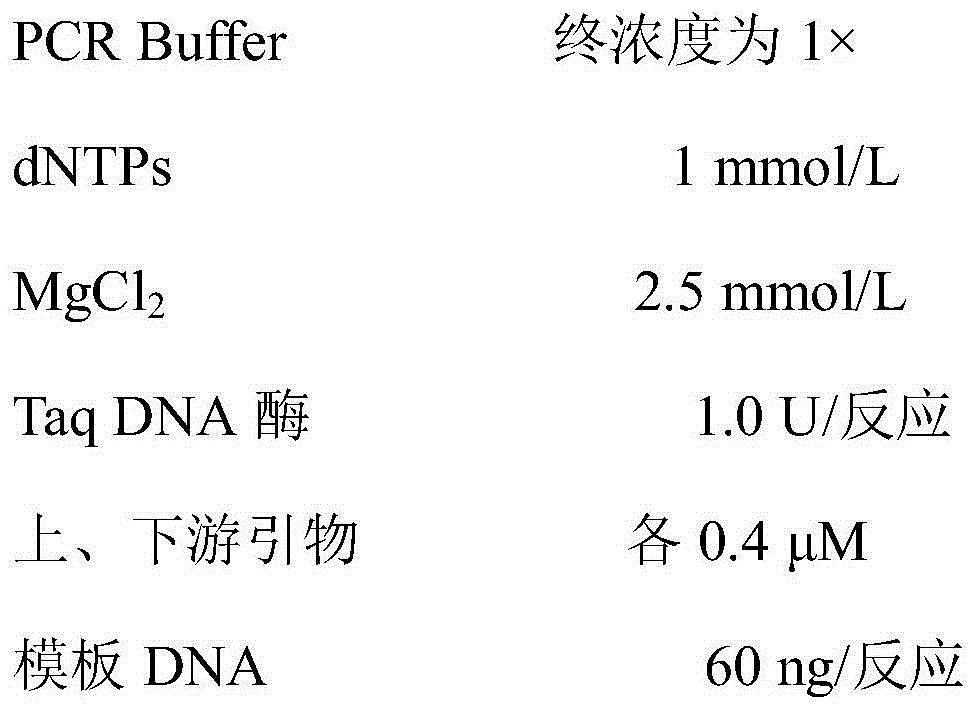 Molecular-specificity labeling primer for oil-tea good-variety longlin 18 and identification method