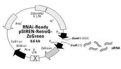 Anti-pig O type foot and mouth disease virus shRNA design and carrier construction method