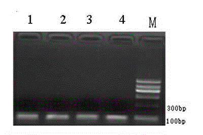 Anti-pig O type foot and mouth disease virus shRNA design and carrier construction method