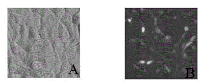 Anti-pig O type foot and mouth disease virus shRNA design and carrier construction method