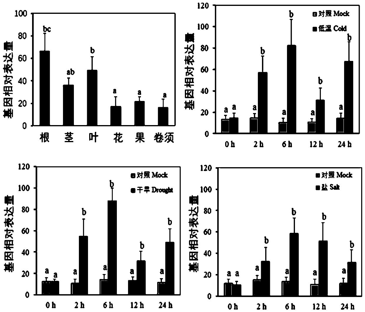Grape VyCYP89A2 gene and encoding protein thereof as well as application of grape VyCYP89A2 gene in drought-resistant variety breeding