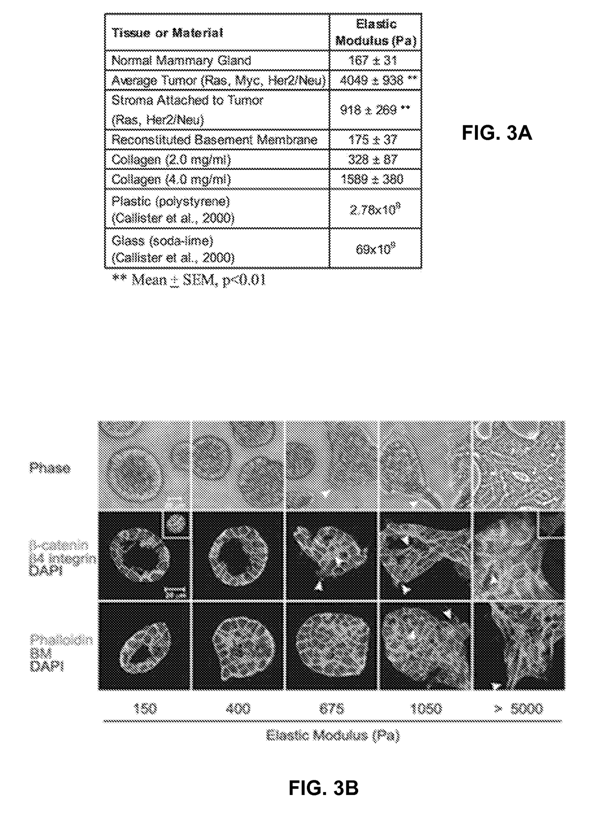 Systems and methods of disease modeling using static and time-dependent hydrogels