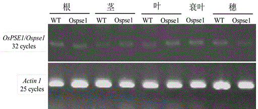 Application of OsPSE1 gene in plant senescence regulation
