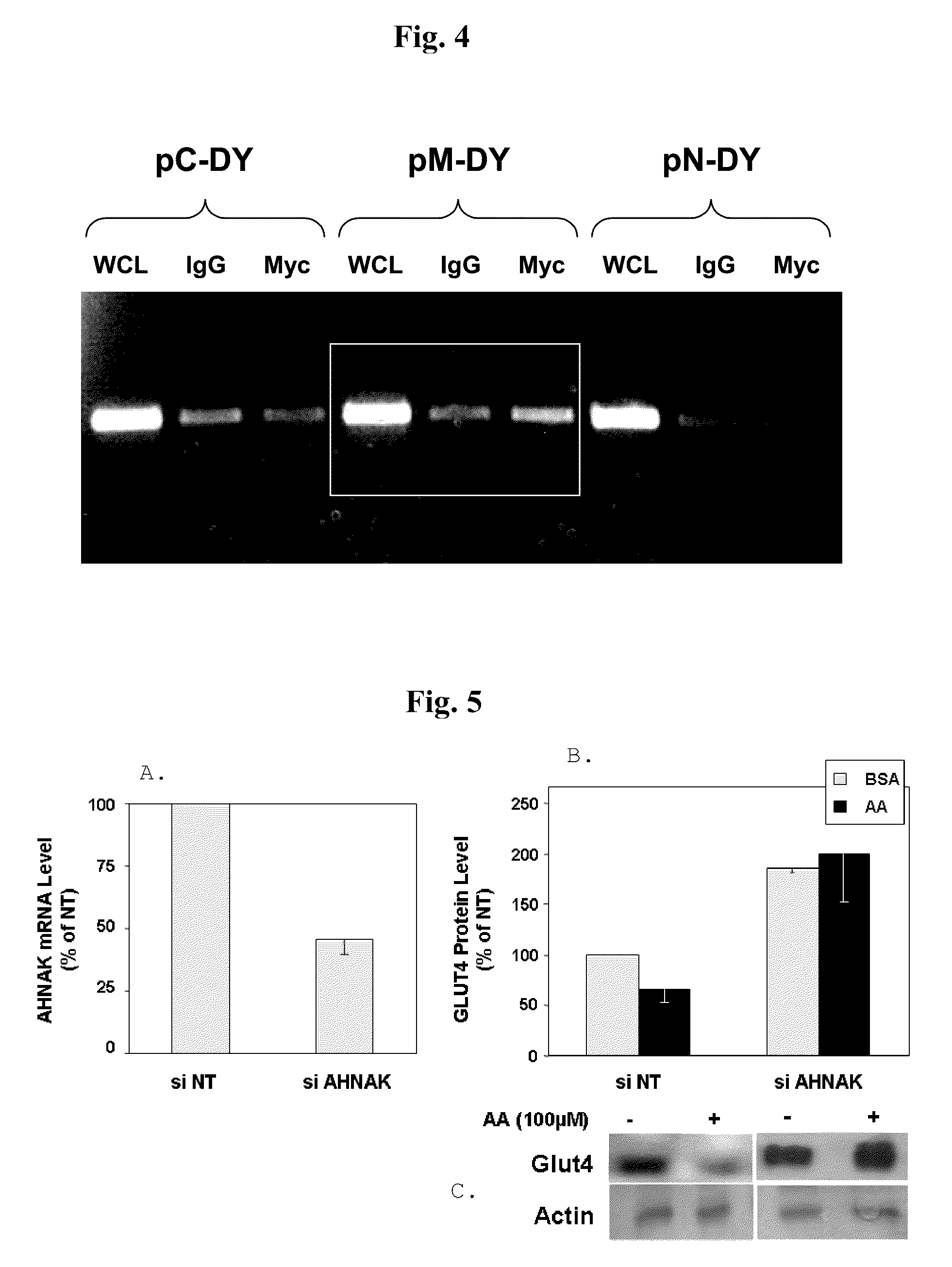 Modulation of GLUT4 Gene Promoter activity BY AHNAK