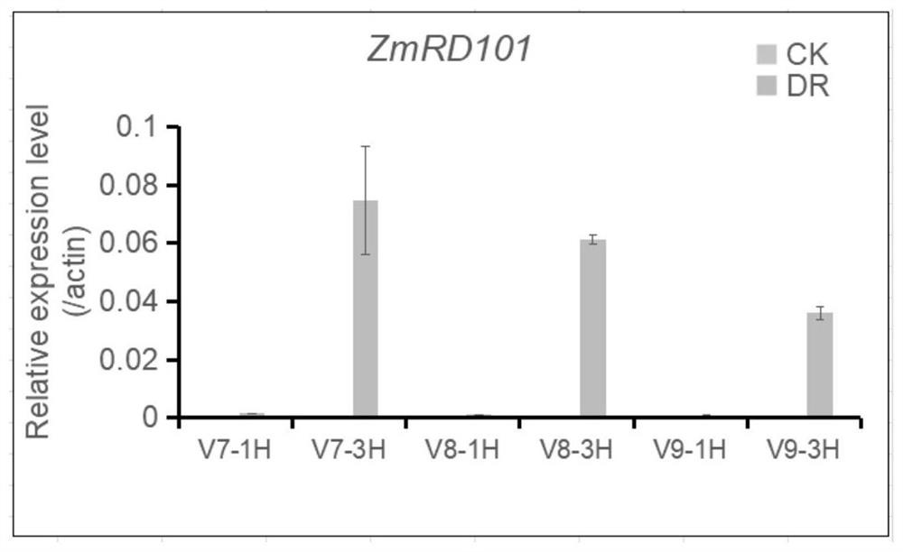 Maize drought induced expression gene ZmRD101 promoter and application thereof