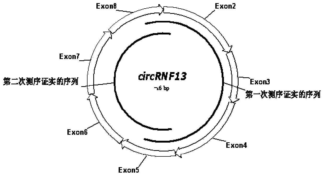Application of reagents for detecting circular RNA circRNF13 in preparation of prognostic preparations for patients with tongue squamous cell carcinoma