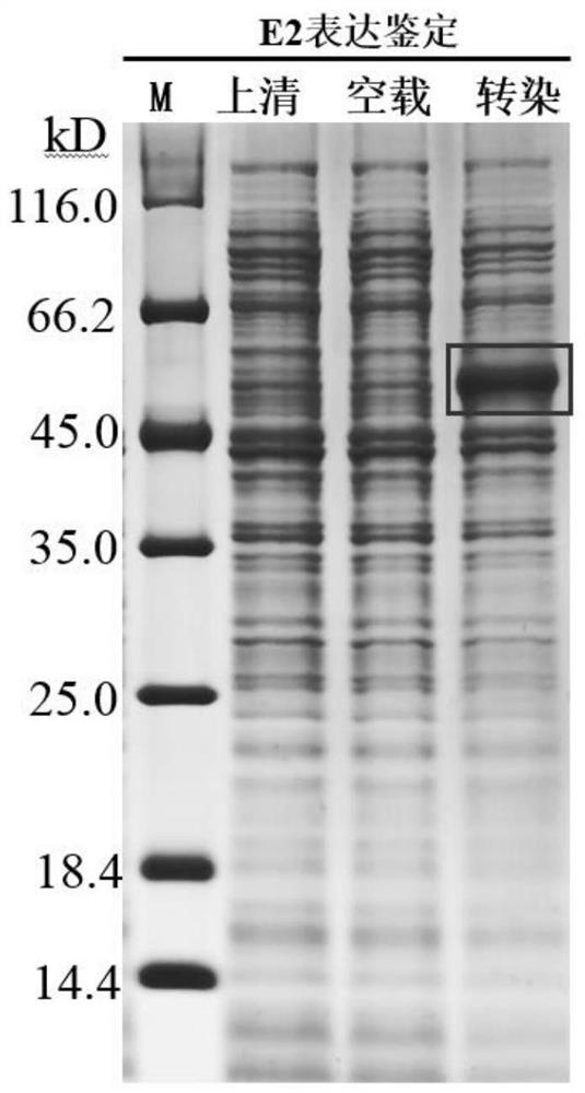 Classical swine fever virus E2-E0 fusion protein as well as preparation method and application thereof