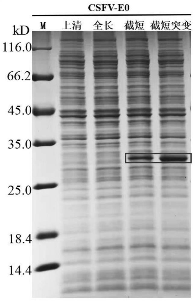 Classical swine fever virus E2-E0 fusion protein as well as preparation method and application thereof