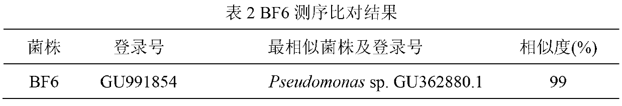 Biocontrol strain BF 6 for preventing and treating tomato yellow leaf curl virus and application thereof