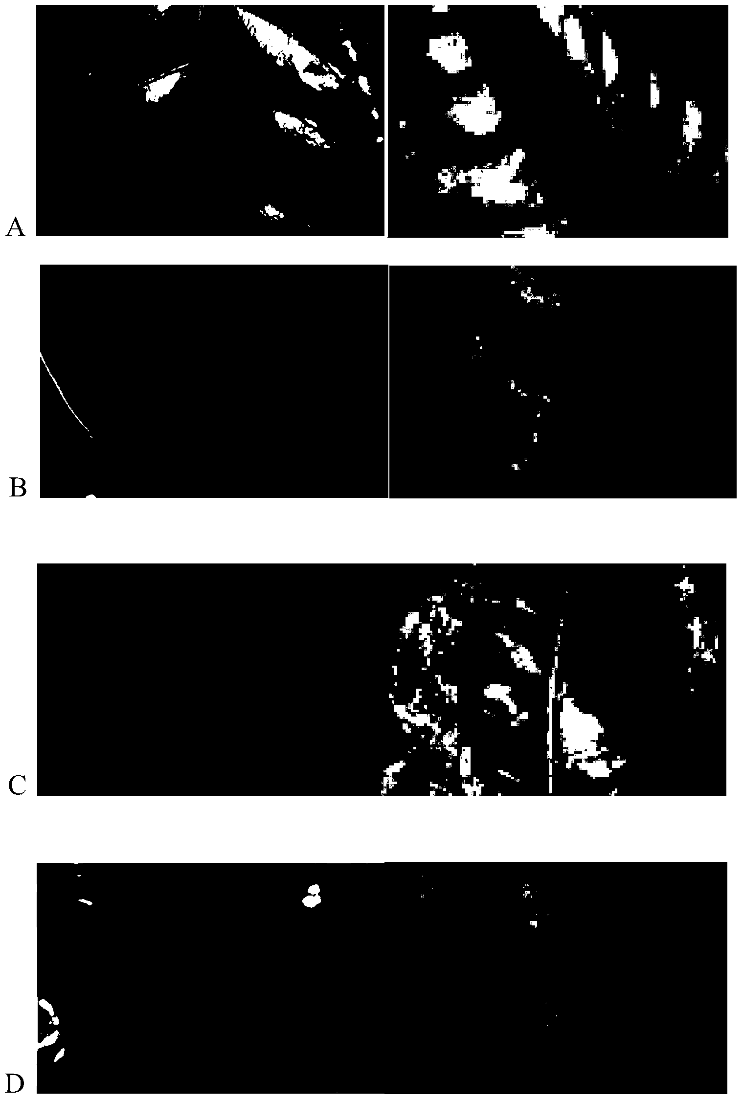 Tea tree polygalacturonase inhibitor protein gene CamPGIP and application thereof