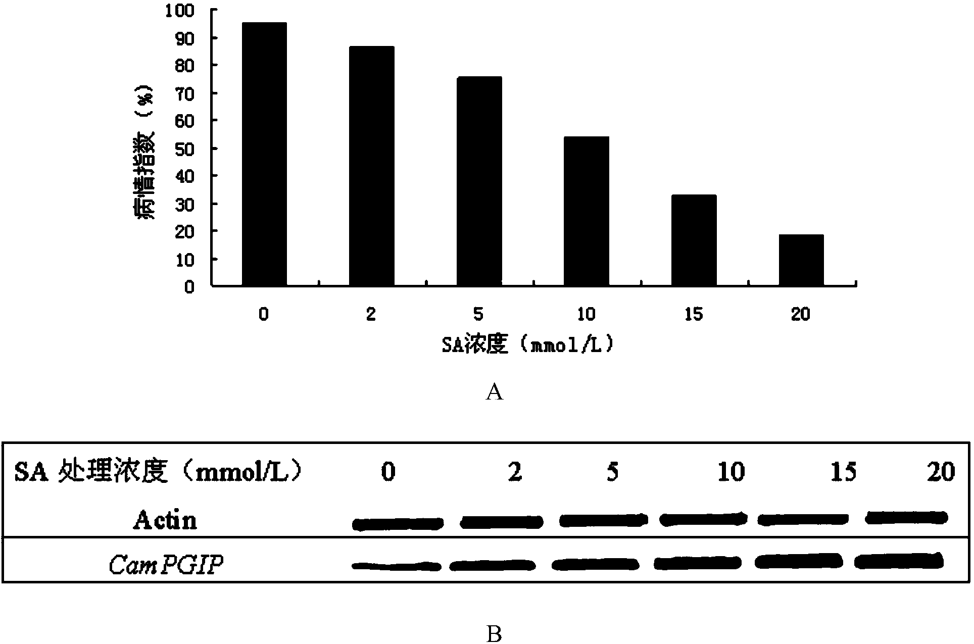 Tea tree polygalacturonase inhibitor protein gene CamPGIP and application thereof