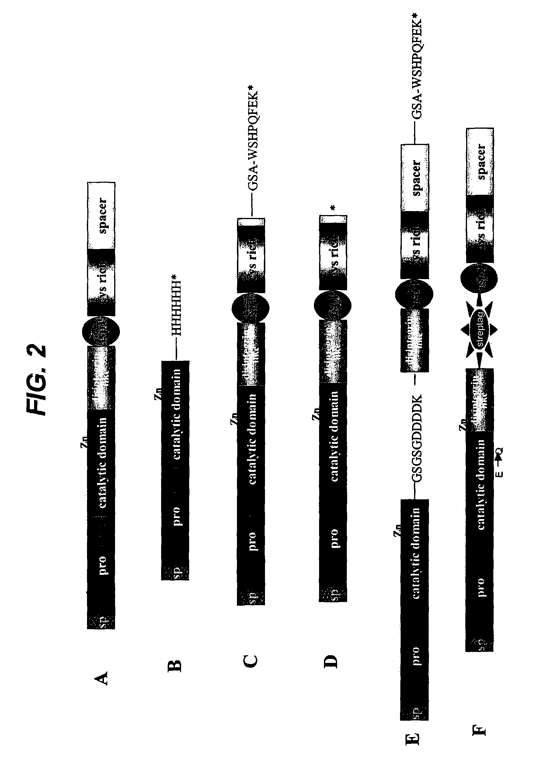 Modified ADAMTS4 molecules and method of use thereof