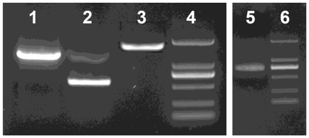 Recombinant coxsackie B3 virus with fluorescent protein tag and construction method