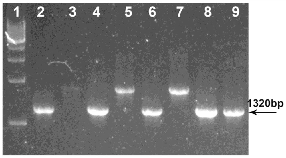 Recombinant coxsackie B3 virus with fluorescent protein tag and construction method