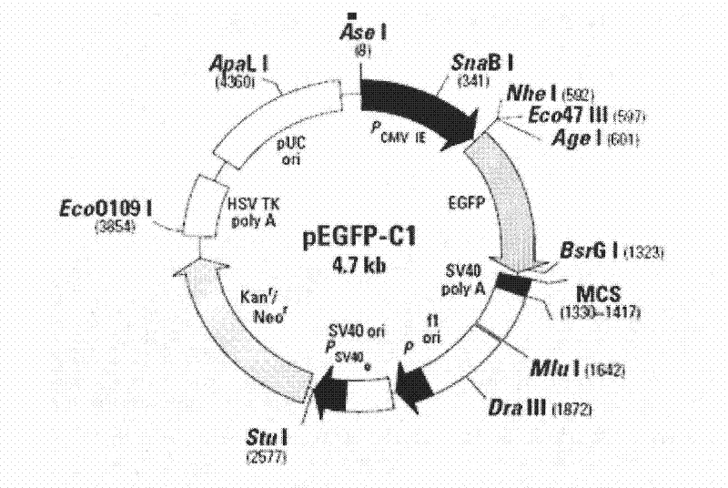 Construction and application of farnesyl pyrophosphate synthase RNA interference recombinant lentiviral vector