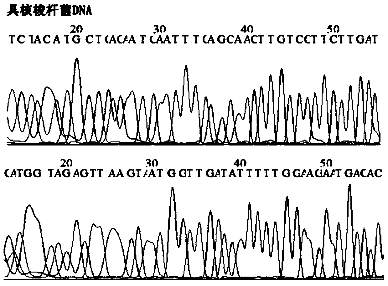 Primer probe group, kit and detection method for detecting fusobacterium nucleatum in saliva