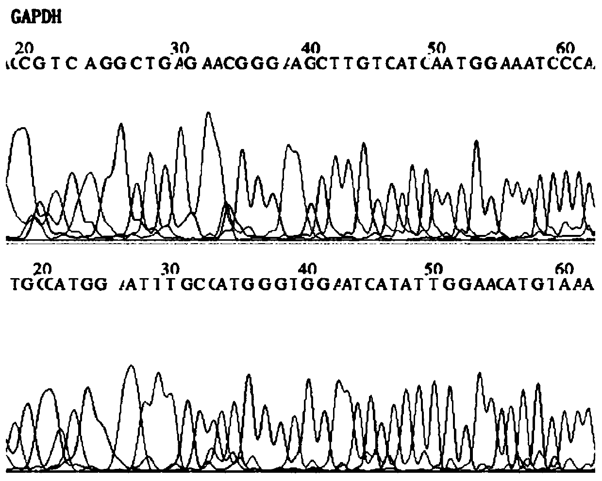 Primer probe group, kit and detection method for detecting fusobacterium nucleatum in saliva