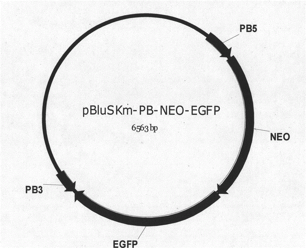 Method for constructing piggyBac transposon vector for producing transgenic goat and application thereof