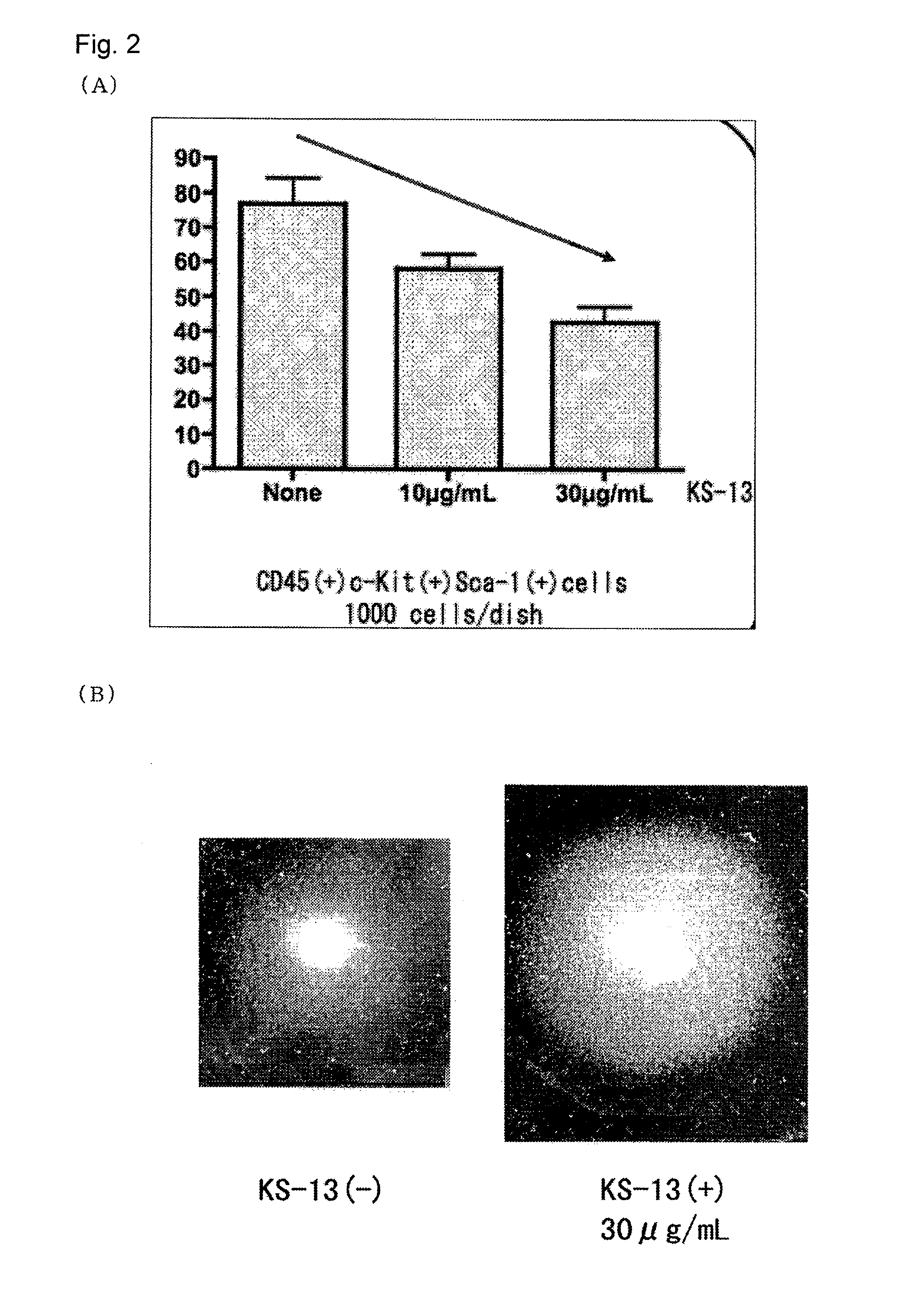 Peptide inhibiting differentiation of hematopoietic stem cells or hematopoietic precursor cells and use of same