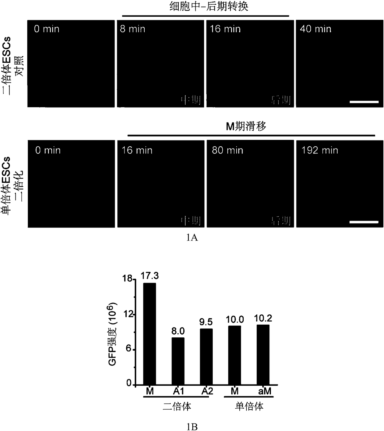 Use of protein kinase inhibitor for inhibiting diploidization of haploid cells