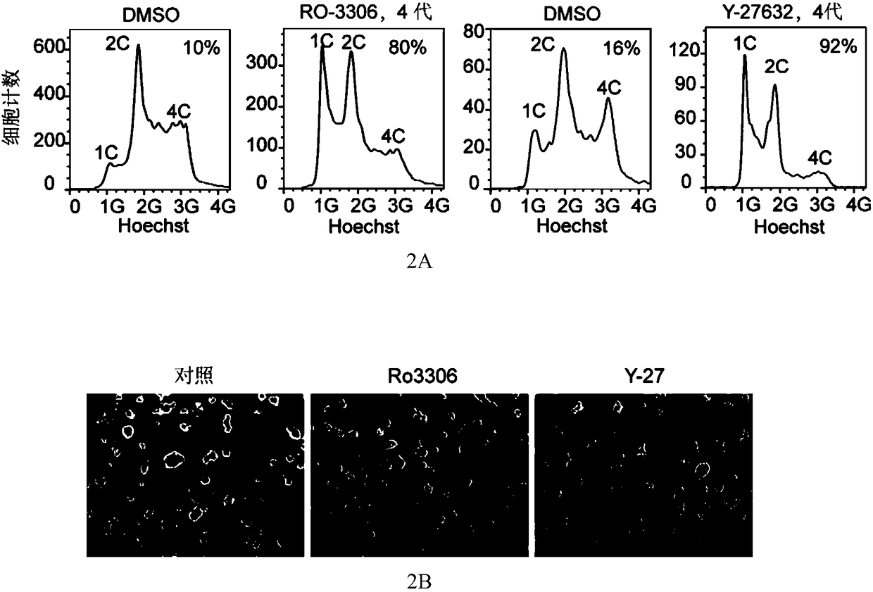 Use of protein kinase inhibitor for inhibiting diploidization of haploid cells
