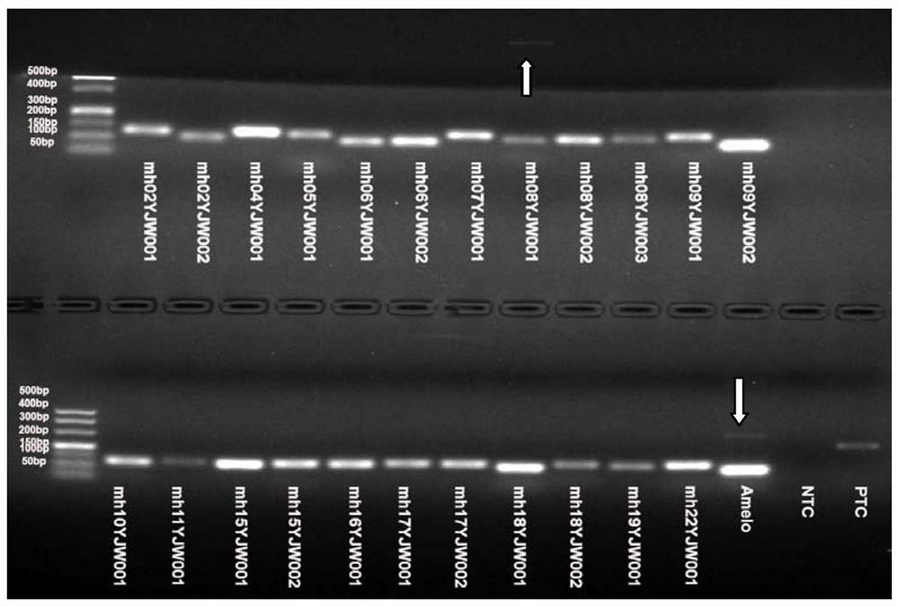 A compound amplification system for analyzing micro-haplotypes of degraded samples and its construction method