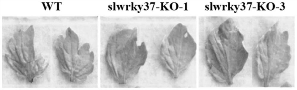 Application of tomato WRKY37 protein in regulation and control of leaf aging resistance of tomatoes and improvement of tomato yield