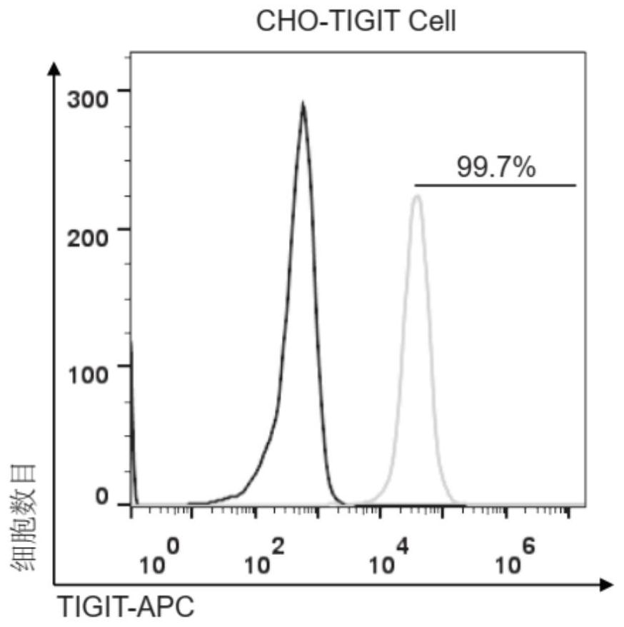 Humanized anti-human TIGIT antibody and application thereof