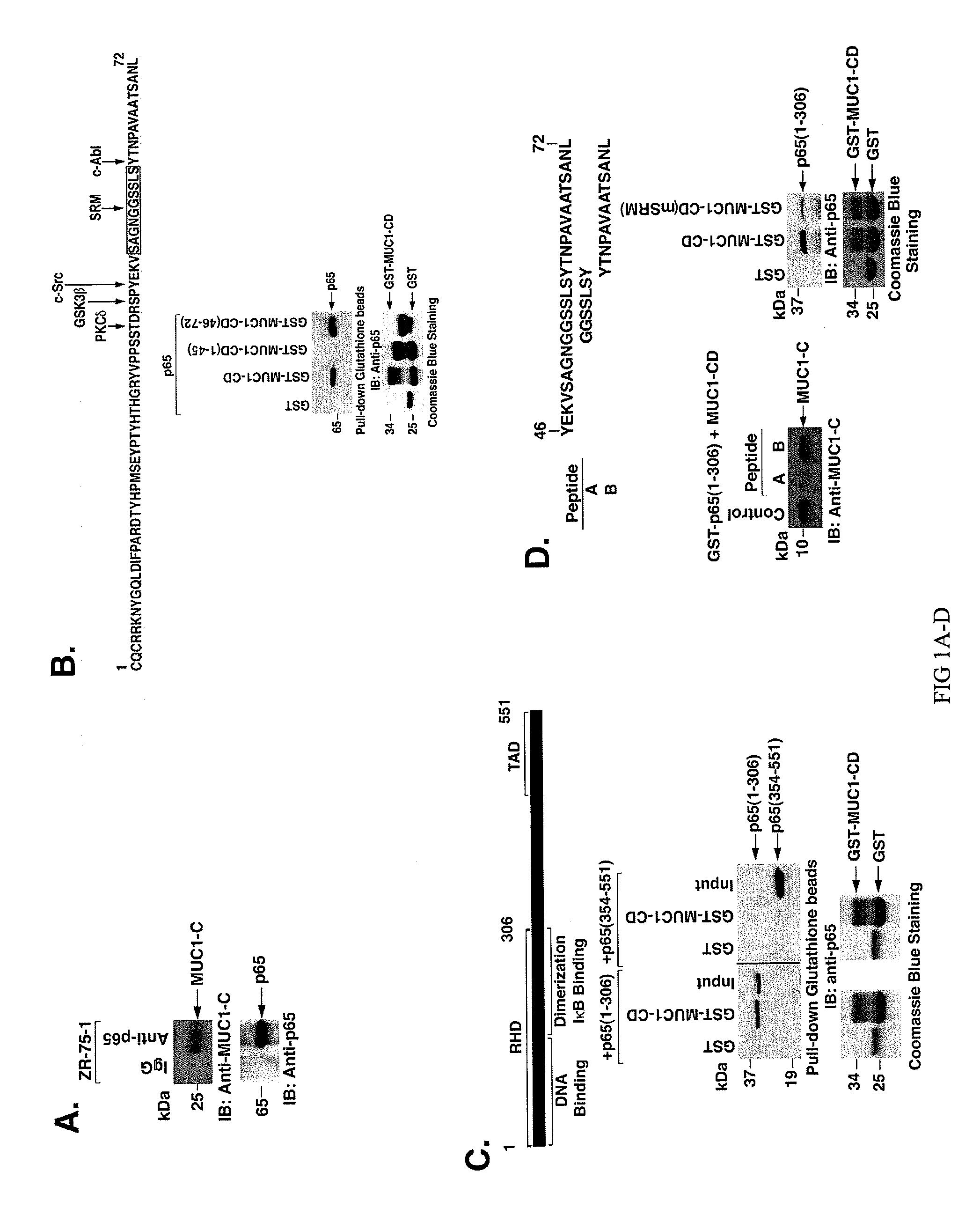 Inhibition of inflammation using antagonists of muc1