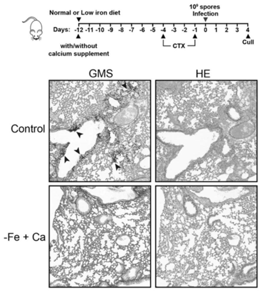 Method for inhibiting fungal growth by adjusting calcium and iron content and application thereof