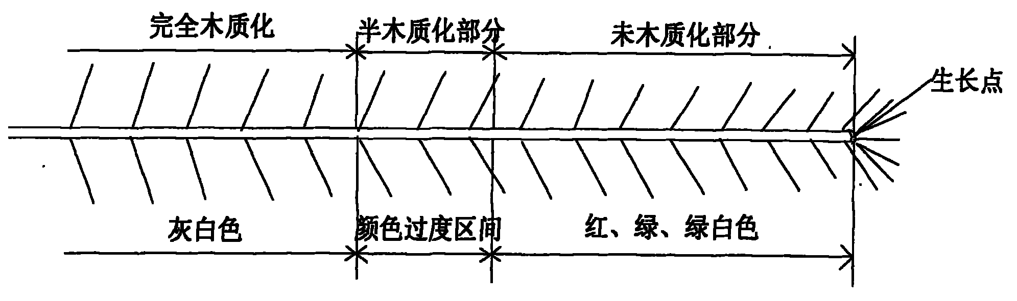 Method for cutting and propagating chamelaucium plant
