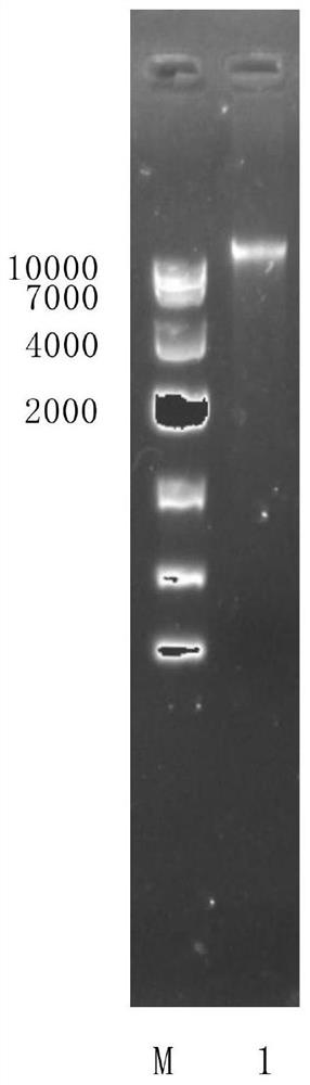 Chitin synthase transcriptional regulation gene MedA inactivated aspergillus niger genetically engineered bacterium and application thereof